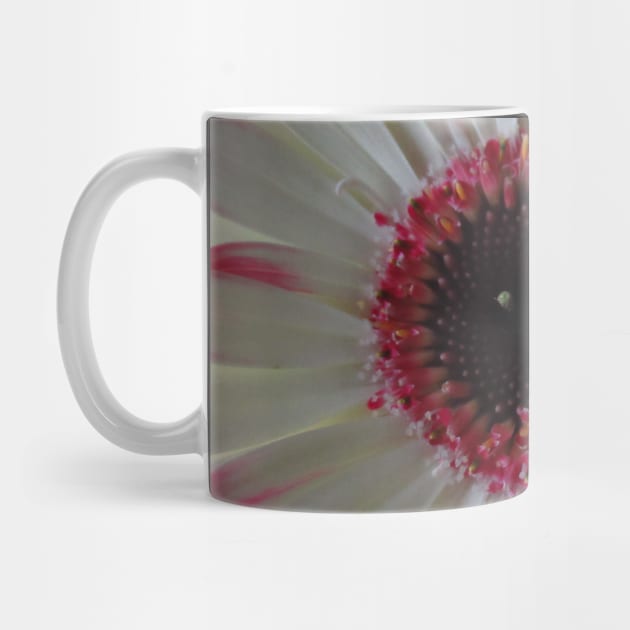 wonderful gerbera flower, pink,white by rh_naturestyles